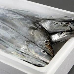 청룡수산 제주 생물은갈치8미(70~75cm내외)
