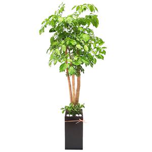 해피트리 꽃배달 개업화분