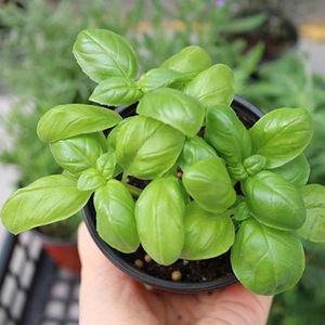 바질 허브키우기 식용 허브 화분 모종 바질 라벤더 애플민트