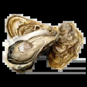 2년생 大석화굴10kg 하프셀 브러쉬세척 하프셀