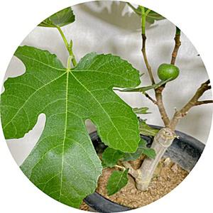 무화과나무/ficus carica/화분묘/승정도후인/유실수/화단/취미