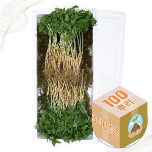 [굿소일] 강원도 어린 새싹삼 산양삼 3-4년근 100주