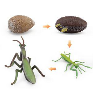 곤충피규어 (사마귀) 성장과정