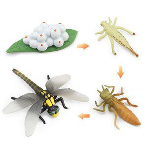 곤충피규어 (잠자리) 성장과정
