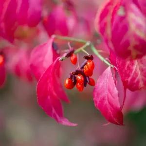 [충북농원] 화살나무 묘목 - 분묘