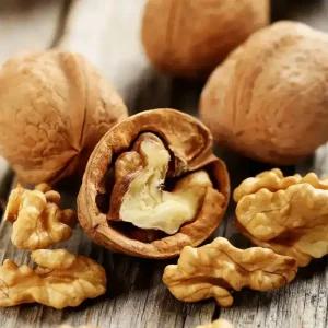 [충북농원] 상촌 호두나무 묘목 - 1~2년생/실생묘