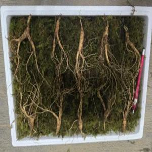 천생삼 산양산삼 6년근 특대자 파지삼 20뿌리 산삼 산양삼 장뇌삼