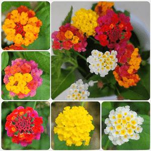 란타나 5색묶음 꽃모종 칠변화 칠색조 나타나 야생화 연중개화 A08