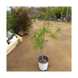 금송(5치포트)/세계3대조경수/노지월동/