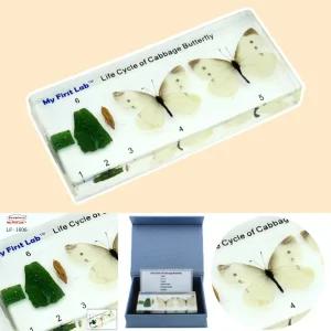 프리미어 성장표본 (배추흰나비) 곤충관찰 유충성충 한살이모형 아크릴교구 LF-1606