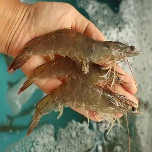 오동동 살오른 왕새우 자연산 대하 1kg 특 20-25미내외 새우구이 캠핑요리 새우 새우튀김 왕새우