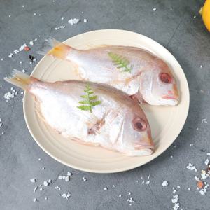 [롯데백화점]삼촌밥먹자 청정제주 황돔(꽃돔) 3팩