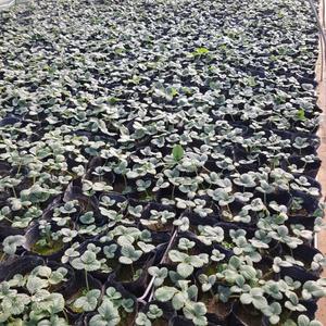 [무 배]딸기 모종 1판(12개) 설향 2025 새상품