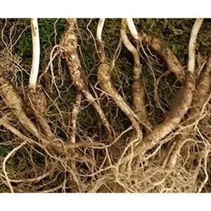 [MENPK4VE_52EE]정선 자연에서 자란 야생 산양삼 10 3뿌리