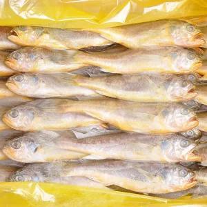 냉동 조기 참조기 3.5kg 내외 40~52마리 내외