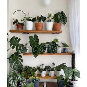 화분선반 거실 선반 벽걸이 빈티지 벽면 책장