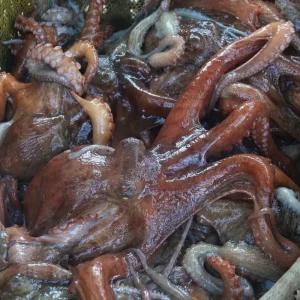 국내산 여수 자연산 활 돌문어 1kg[1-3미내외]