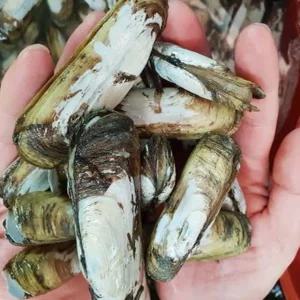 국내산 가리 맛조개 400g 급냉 조개탕 캠핑 조개구이