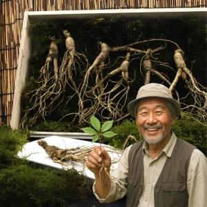 강원도 야생 자연 산양삼 20년산 이상 10뿌리 선물용+가족삼 5뿌리+엑기스 1포 산양산삼 프리미엄 선물포장