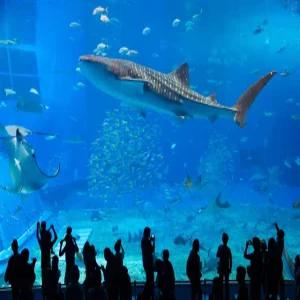 [오키픽] 오키나와 머큐어+더비치타워 4일 (츄라유온천+선셋비치+자유1일)