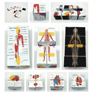 인체 모형 종이 퍼즐 만들기 실험 과학 놀이 수업 1개