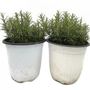 베하몰 실내 화초 1+1 로즈마리 중품 허브 약25cm/식물/키우기/씨앗/기르기/반려식물/만들기/꽃/좋은/거실