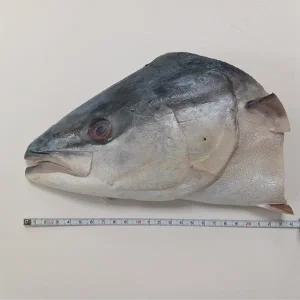 바다해찬 가마살이 있는 대방어머리500g내외