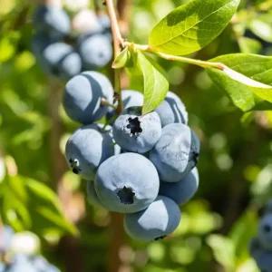 [충복농원] 오닐 블루베리 나무 묘목 - 2년생 포트묘