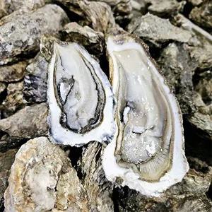 [오늘담은]제철 굴 석화 각굴 5kg