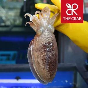 제철 활 갑오징어 1kg 생물 냉동 통찜