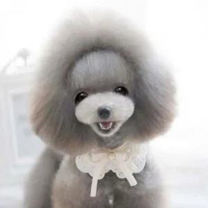 백설공주 애견스카프 강아지스카프 애견목걸이 애견케이프 강아지케이프 강아지목걸이