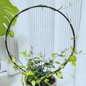 [골드스마일]넝쿨 식물 지지대 화분 철제 지주대 원형 지지대 2p 식물지줏대