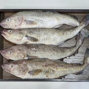 국내산 냉동 대구 생선 생대구 1미