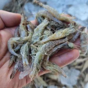 김장용 제철 국산 세척 보리새우 생새우 흑새우 먹새우 1kg