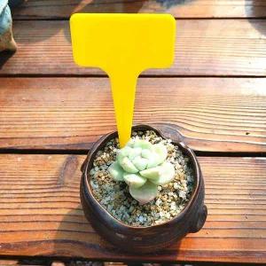 [콩심팥심]식물 관리 표지판 T자형 다육 화분 이름 태그 노란색 화단 용품