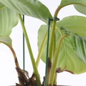 [콩심팥심]화분지지대 원예자재 식물지지대 5p 넝쿨지지대 묘목지지대