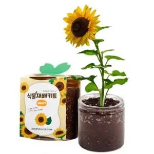 [콩심팥심]화분만들기키트 새싹재배키트 식물키우기 11종 재배키트