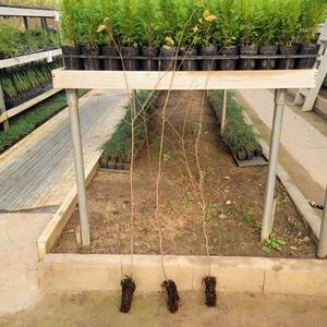 느티나무 묘목 키1m내외 실생2년 플러그묘 3개/활엽수/조경수