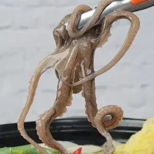 수락수산 뻘에서 잡은 목포 산낙지(대)5미(미당150~200g내외)