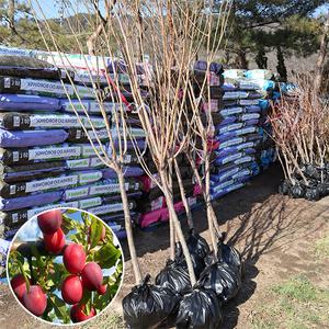 자두나무 묘목 결실주 3-5년생 왕자두 추휘 바이오체리 로얄대석 호무샤