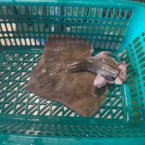 국내 조업 냉동 횟감용 손질 간재미 갱개미 간자미 가오리 1kg