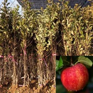 사과나무 감홍 (2중접목1년생) 특묘 사과묘목 과수 유실수