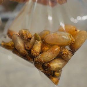 국내산 활 미더덕 1kg