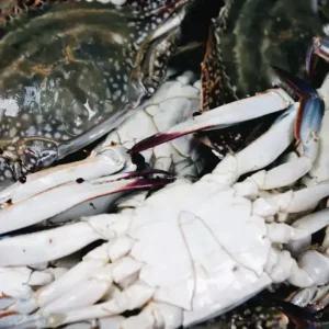 [더이득/2개이상2,000원할.인.] 국내산 연평도 제철 살이 오동통하게 차오른 활 숫꽃게 2kg 8~12미