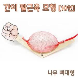 [셀러허브]팔근육 모형 이용한 근육의 움직임 이해 10p K00146 (S31268372)