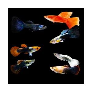 [주니멀열대어][초특가] 고정구피 암컷만 10마리관상어