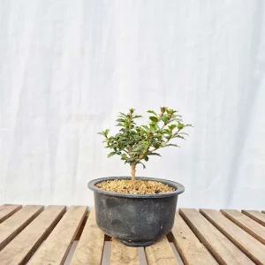 소형 향기 좋은 구골목서 호랑가시 미니 은목서 야생화 분재 화분