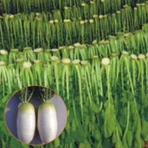 야채재배종자 토종채소씨앗 시래기품종씨앗 토종무 채소종자