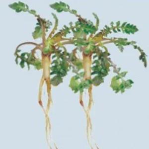 냉이씨앗 채소재배종자 나물채소씨 냉이 종자 채소 나물씨앗