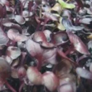 씨앗 홍염무품종 홍염무새싹재배 새싹채소 야채 300g